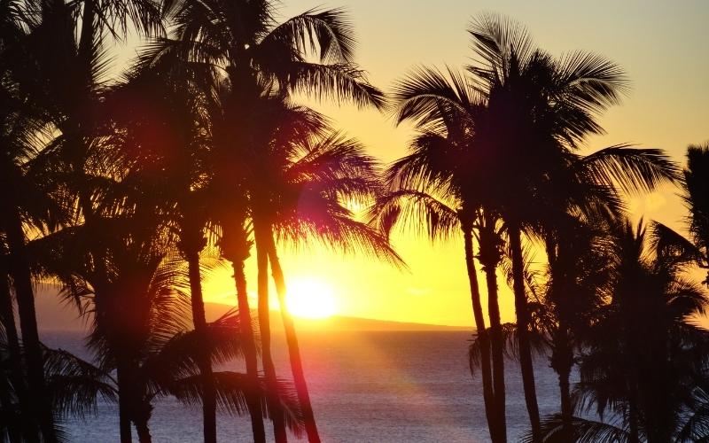 picture of a sunset through palm trees, symbolizing getting a divorce in hawaii